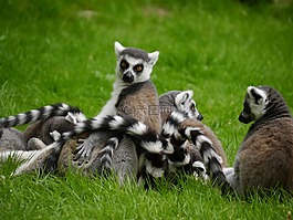 狐猴,马达加斯加,坝