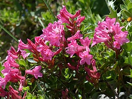 纖毛 alpenrose,鮮花,高山玫瑰