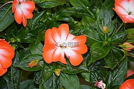 鲜花,凤仙花,红色