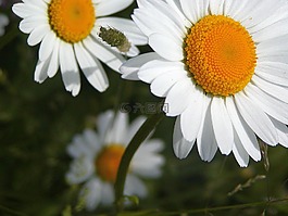 雏菊,白,黄