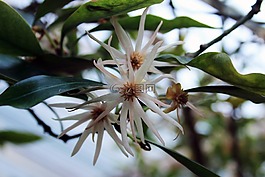 八角anisatum,shikimibaum,开花