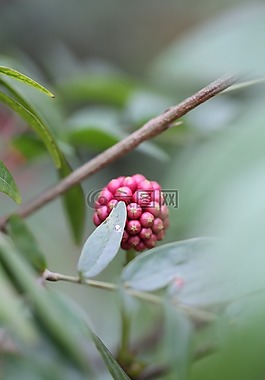 花,绿色,萌芽