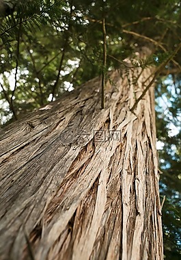 树,纹理,自然