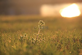 夕阳,光辉,青草