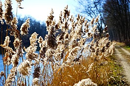 芦苇,里德,甘草