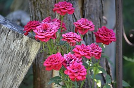 玫瑰,木,花