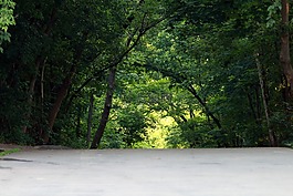 绿色,森林,华盖