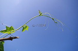 蓝天,藤蔓,明媚