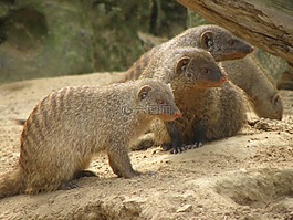 排雷芒戈,兽,非洲