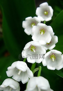 山谷的百合花,春天,夏季
