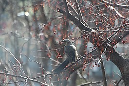 冬季,新增功能,木材