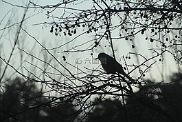 冬季,新增功能,木材