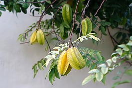 杨桃,楊桃,夏天的水果