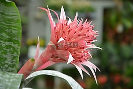 花,多汁,装饰