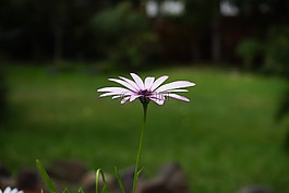 开普篮,花,开花