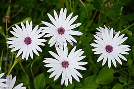 开普篮,鲜花,白
