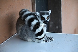 狐猴,动物,马达加斯加