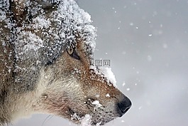 狼,捕食,欧亚狼