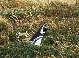 企鹅,智利,南美洲