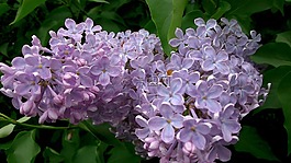 花,紫丁香