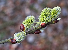 柳树,花序,基础