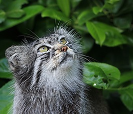 帕拉斯猫,猫,狲