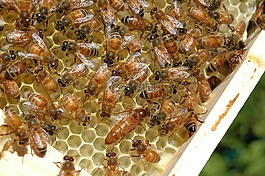 蜜蜂,女王蜂,蜂蜜