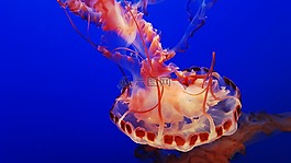 蒙特雷,水族馆,果冻