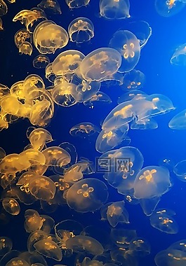 蒙特雷,水下,海蜇