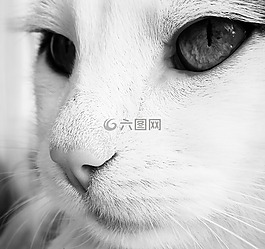 猫,黑白,枪口猫