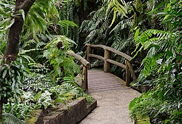 木板路,木桥,网站