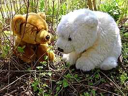 熊,可爱的熊,毛绒的熊