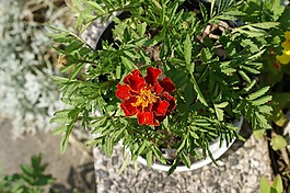花卉,万寿菊,臭鼬
