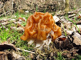 菌,蘑菇,ucháč