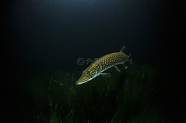 梭鱼,夜,水下