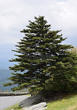 树,哨兵,冷杉