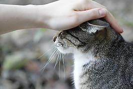 猫,动物,动物肖像