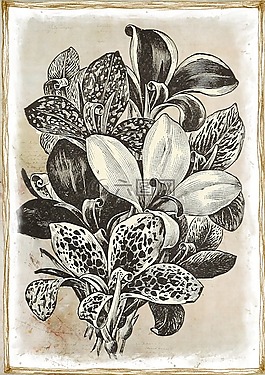 鲜花,植物漂亮复古,作文