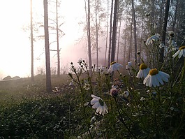 花,peltosaunio,早晨