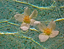 鲜花,白,水池