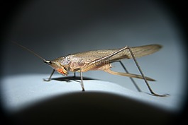 蝗虫,昆虫,宏