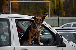 狗,车,车窗外