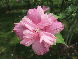 美术馆,花,植物