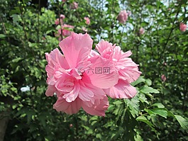美术馆,花,植物