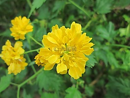 美术馆,花,植物