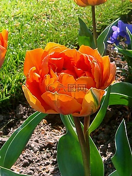 橙衣军团 tulp,橙花,郁金香