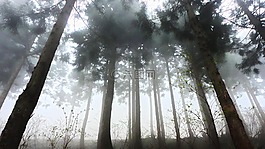雪松,森林,雾