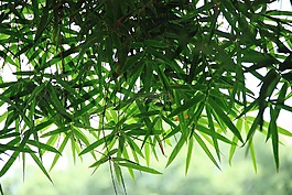 绿色,竹叶,春天