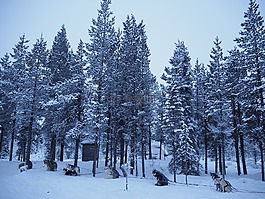 狗拉雪橇,狗,雪橇