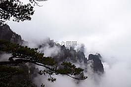 黄山,松树,中国画